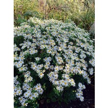 Japanese aster