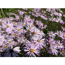 Michaelmas daisy