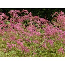 Astilbe, False spirea