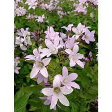 Milky bellflower