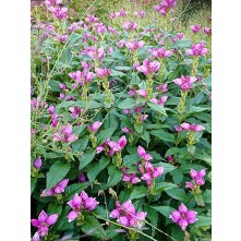 Pink turtlehead