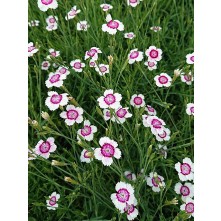 Maiden pink