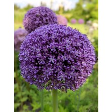 Ornamental Onion
