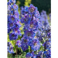 Delphinium