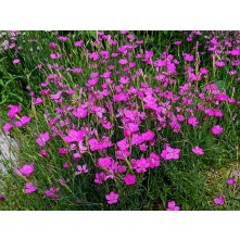Maiden pink
