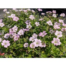 Cranesbill