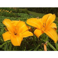 Daylily