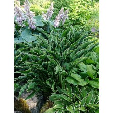 Hosta