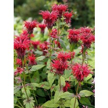 Bee balm, bergamot