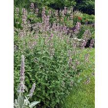 Catmint