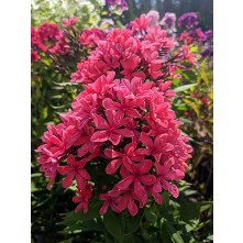 Garden phlox