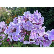 Garden phlox