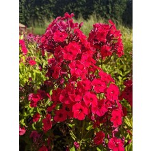 Garden phlox