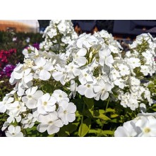 Garden phlox
