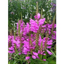 Obedient plant