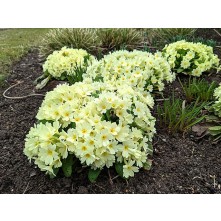 Primrose