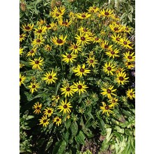 Black-eyed Susan, Orange coneflower