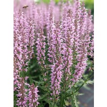 Meadow sage