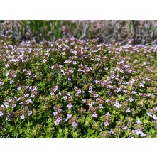 Common thyme