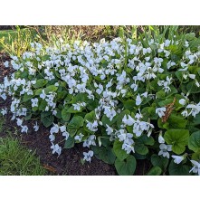 White wood violet