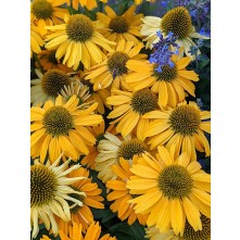 Coneflower