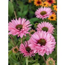 Coneflower