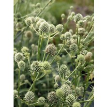 Rattlesnake master