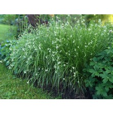 Snowy wood rush