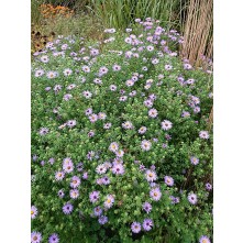 Aromatic aster