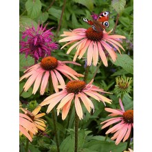 Coneflower