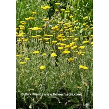 Yarrow