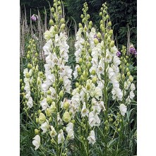 Monkshood