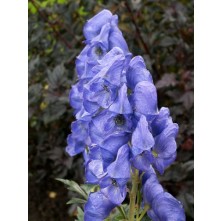 Monkshood