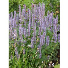 Giant hyssop