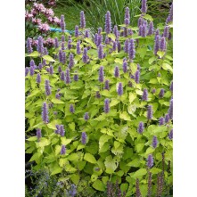 Purple giant hyssop