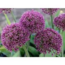 Ornamental onion