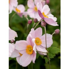 Japanese anemone