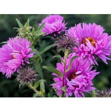 New England aster