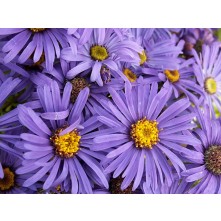 Italian aster