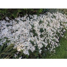 White wood aster