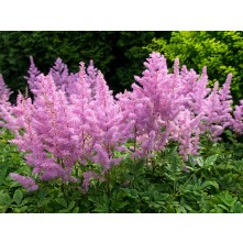 Astilbe, False spirea