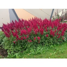 Astilbe, False spirea