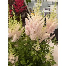 Chinese astilbe, False spirea