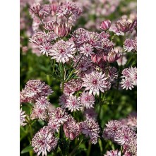 Greater masterwort
