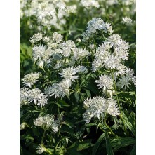 Greater masterwort