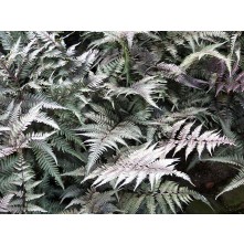 Japanese painted fern