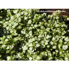 Lamium, Spotted deadnettle