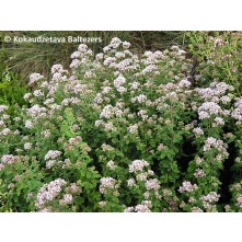 Oregano