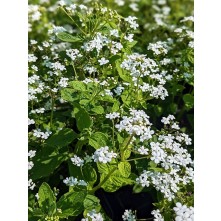 Siberian bugloss