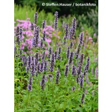 Giant hyssop